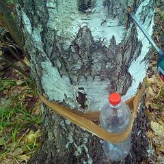 Kdaj in kako nabirati brezov sok